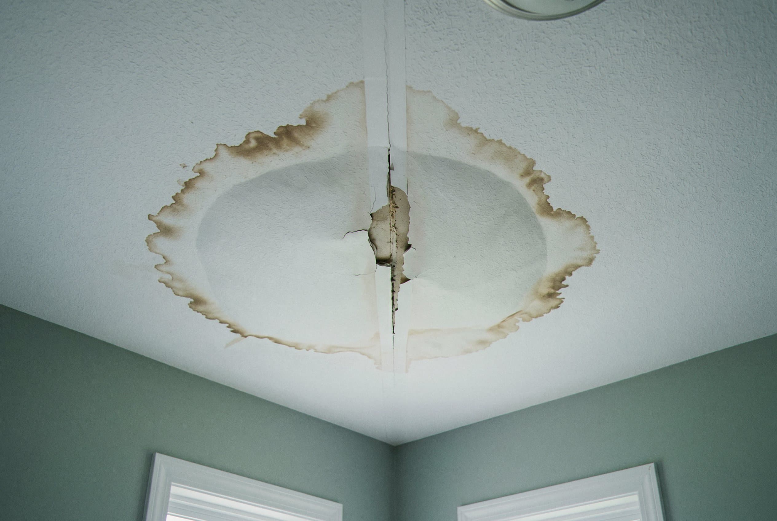 Drywall ceiling water stain early mold growth