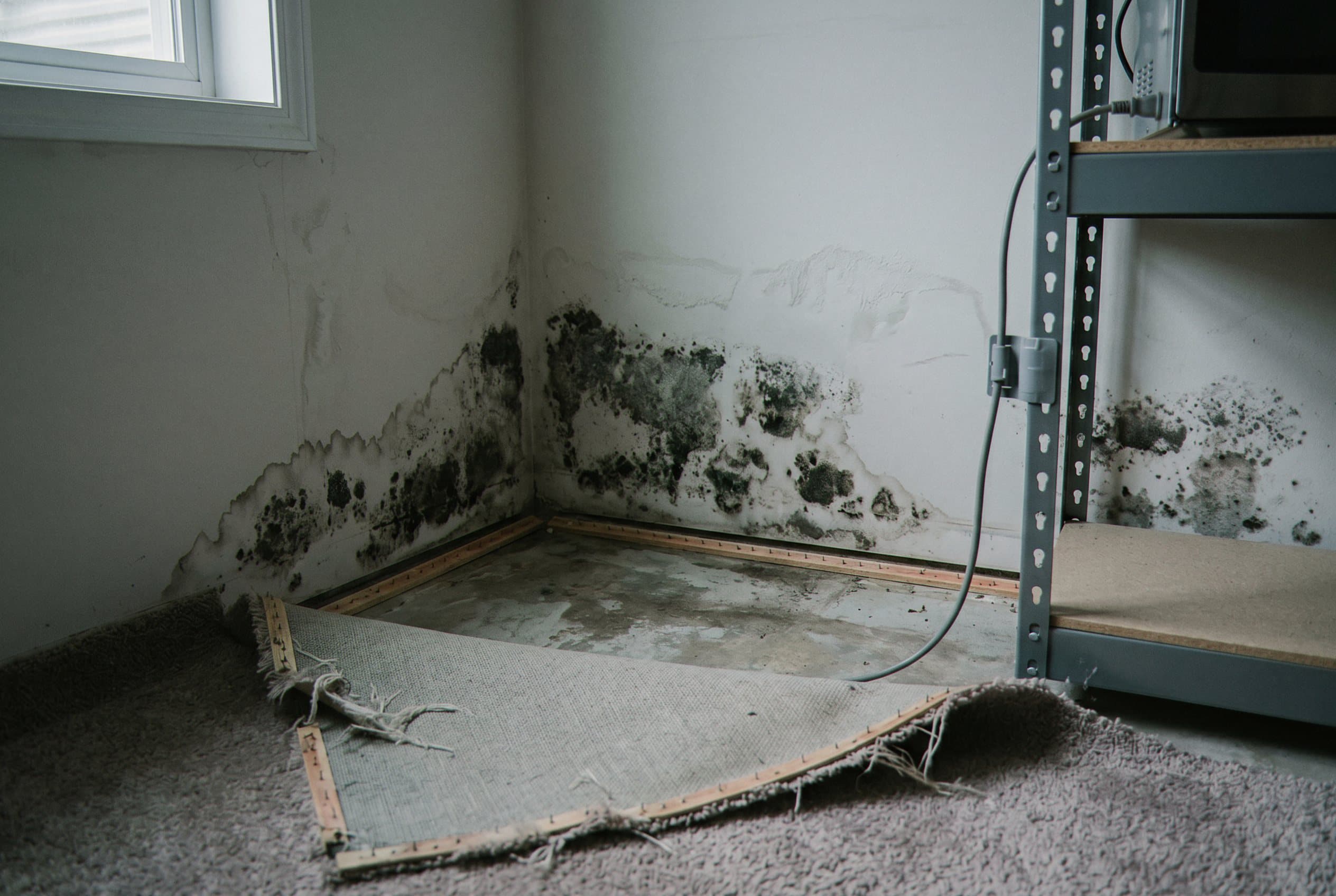 Wood framing black mold growth visible